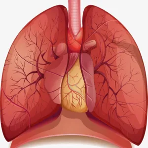 Organ Sistem Ekskresi Paru-paru