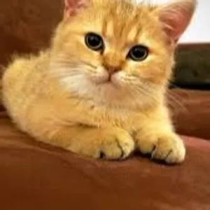 Kucing
