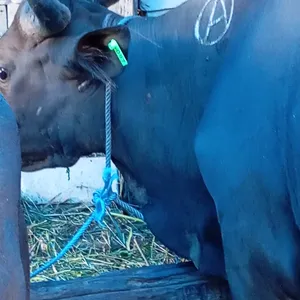 BERBURU SAPI QURBAN