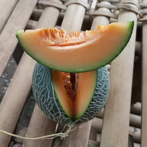 Budidaya melon sistem hidrophonik 
