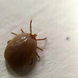 EP: 2 . SETAHUN KASUR QUEEN TAK DIPAKAI AJA ADA TUNGAU APALAGI KASUR YANG SERING DI BAWA TIDUR!!!