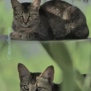 Kucing Liar Lucu