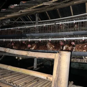 E1:Ayam Bisa Bertelur Tanpa Dibuahi?
