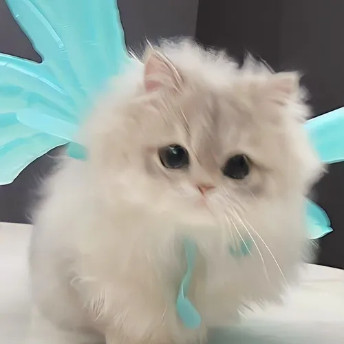 DT PODCAST ASSIGNMENT 🎧