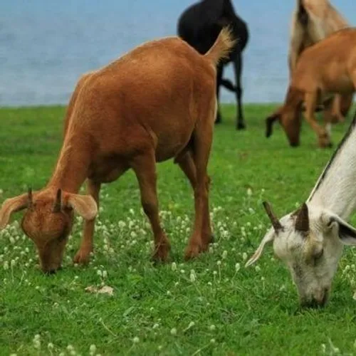 Manajemen Pemeliharaan Ternak Kambing