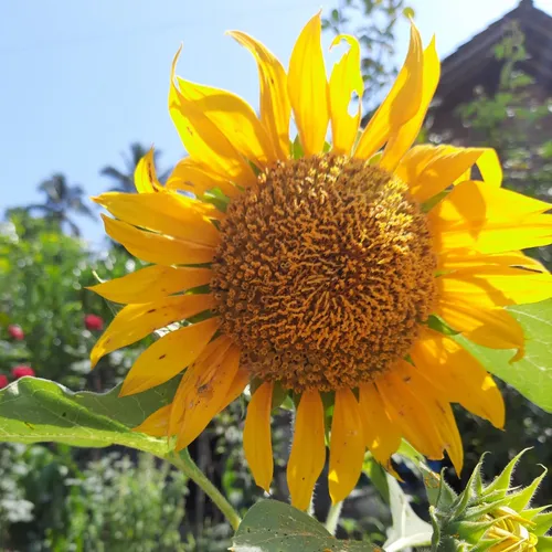 Pembukaan Podscast Cerita Ngawurr...