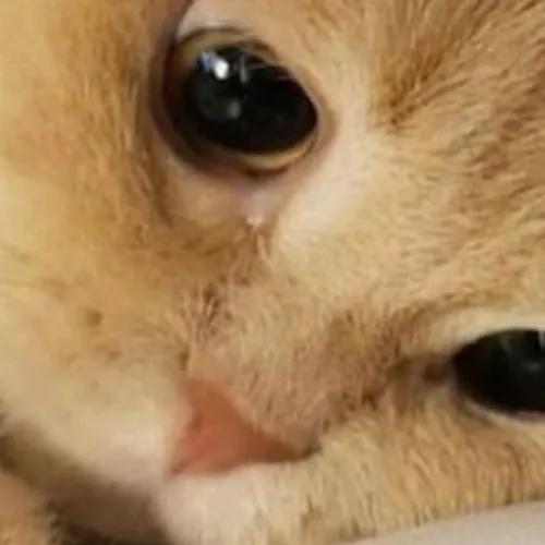 Mengapa Islam begitu menarik di Amerika? 