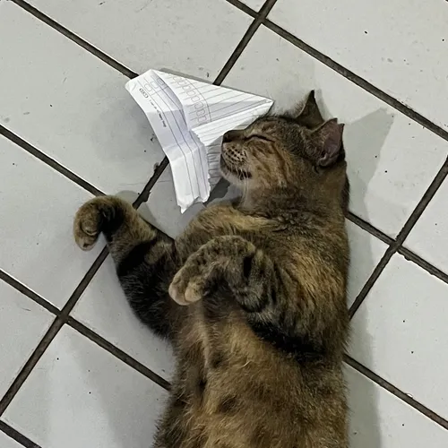 TAPOL (Cerita Politik)