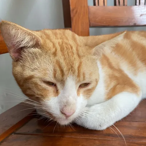 Pengalaman jeje berak yang bikin delay se-pesawat