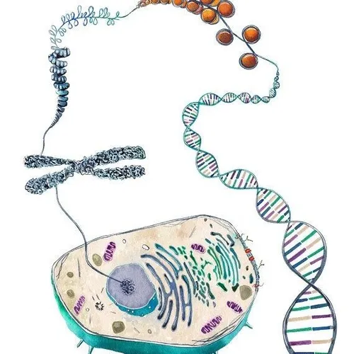Mutasi dan Perbaikan DNA