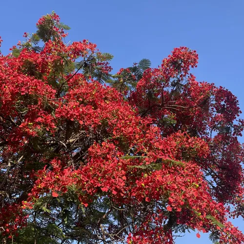 Capek Jadi Kuat Terus