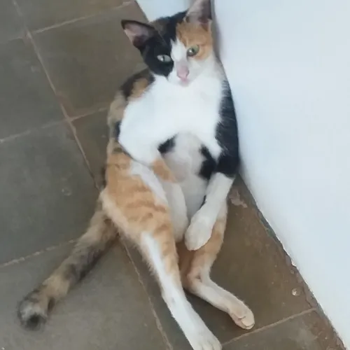 Si dugong yg manja