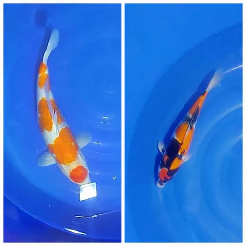 PEMIJAHAN IKAN KOI