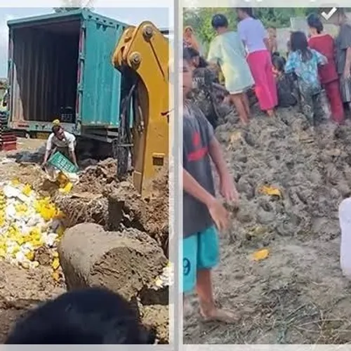 MIRIS.WARGA BEREBUT MANGGA YANG SUDAH DISIRAM  BAKTERI