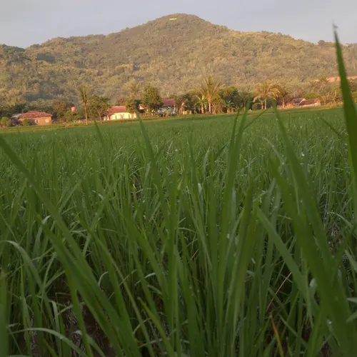 Kata kata melayang