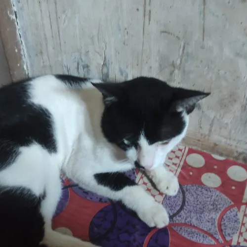 Apakah ini Ikan langka