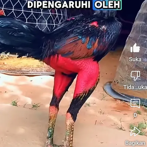 Ayam import ganoi kakigunung vietnam