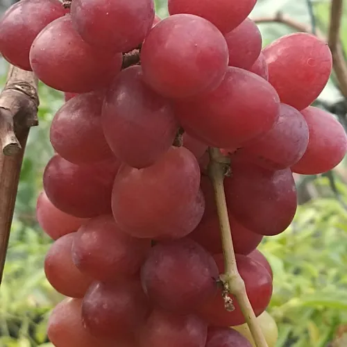 Budidaya melon sistem hidrophonik 