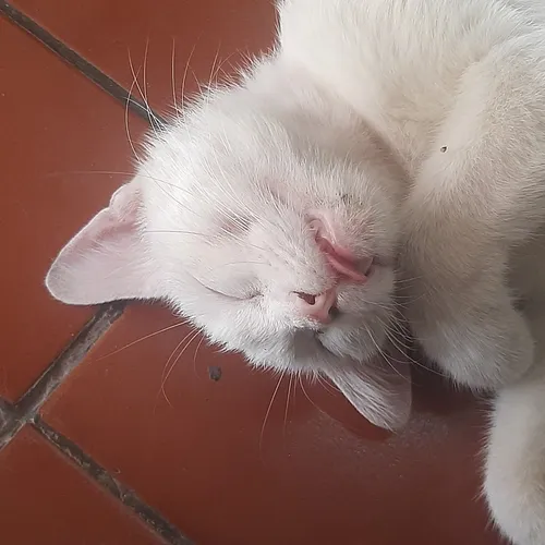 Oyen memasak
