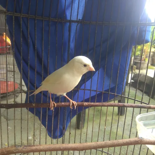 Kenari burung Masteran Handal