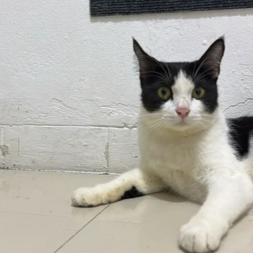 Si paling nyantai
