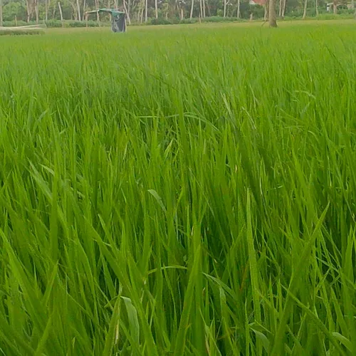 Antara hobi dan kontroversi