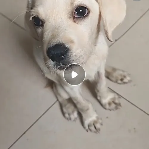 Pretty little dongdong ...