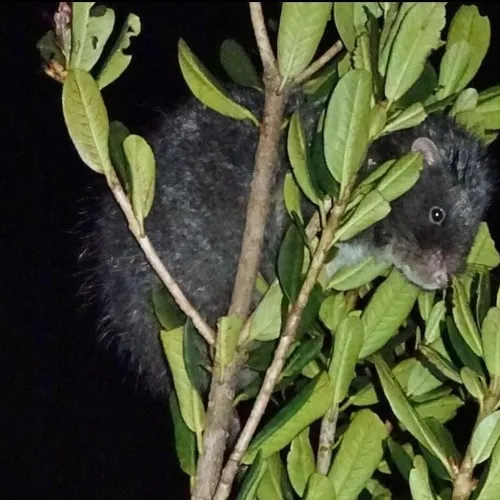 The Tufted Tree Rat