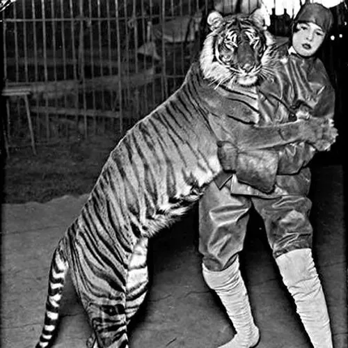 The Bali Tiger 