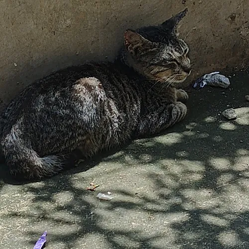 Ngantuk nih bossss ganggu aja lo