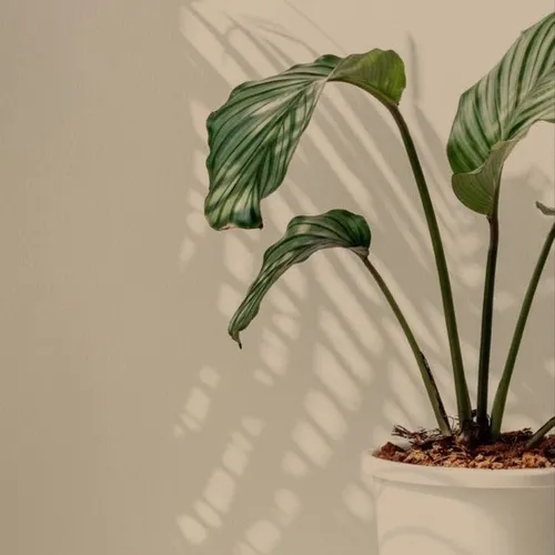 Sifat dan karakter orang yang lahir di hari Selasa 