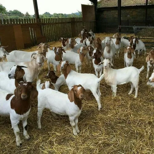 Manajemen Pemeliharaan Ternak Kambing