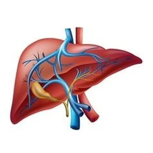 Organ Sistem Ekskresi Hati