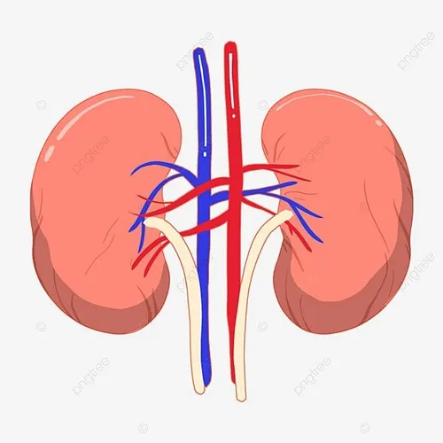 Organ Sistem Eksrkesi Ginjal