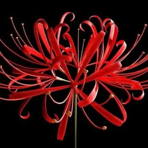 hitam putih budak Bagan