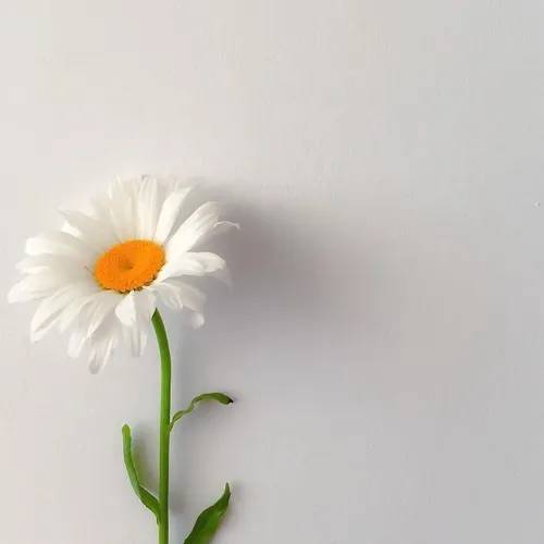 Hiduplah Dalam Cahaya