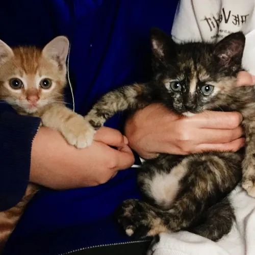 Podcast 5 - Nurfalah Lutfiani ( Interview Revina) 