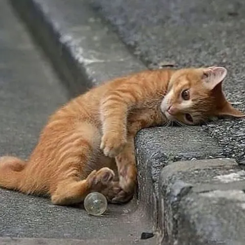 Podcast 7 Umwelt Nafisa Tsabita 2300901