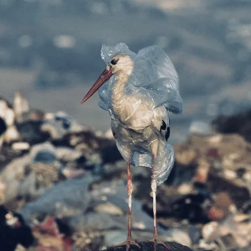 Podcast VII - Difa 2305805