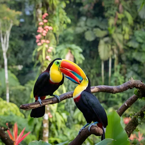 Toucan 101 : an introduction to the rainbow bird
