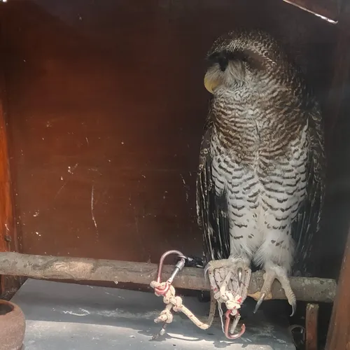 Kicau burung dipagi hari