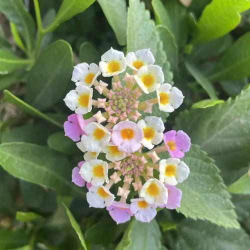 Capek Jadi Kuat Terus