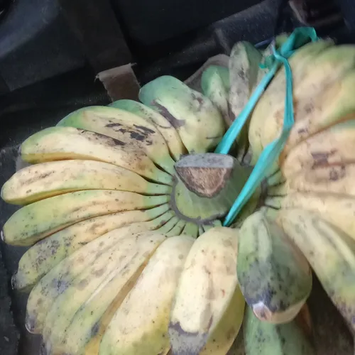 Masih pagi pagi setelah shalat subu, para petani telah bangun ambil kerbau menuju sawah garaf sawah