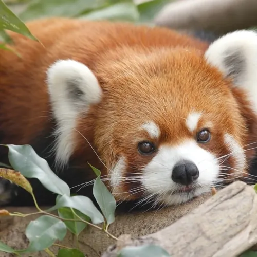 The one with the Fox