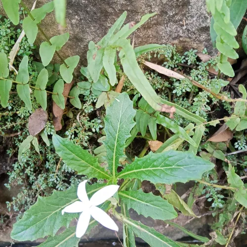 Obat alami untuk sakit mata pake getah korejat