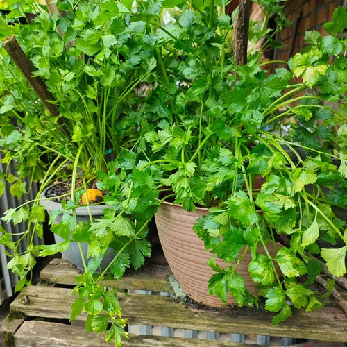 Video reaksi lucu monyet marah2 