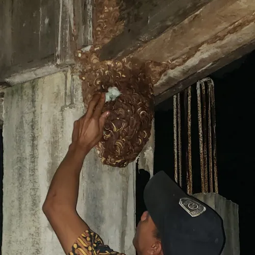 Sarang tawon suuk di cakar abis