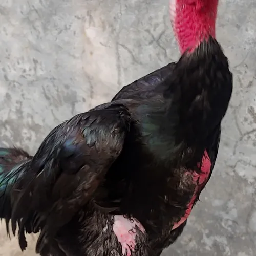 Ayam import ganoi kakigunung vietnam