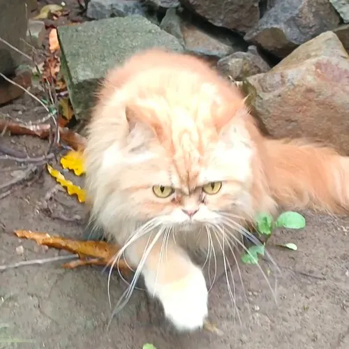 Ketika Kucing Lupa Realita