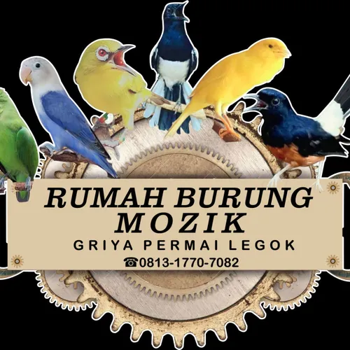 Burung kenari cocok buat Masteran